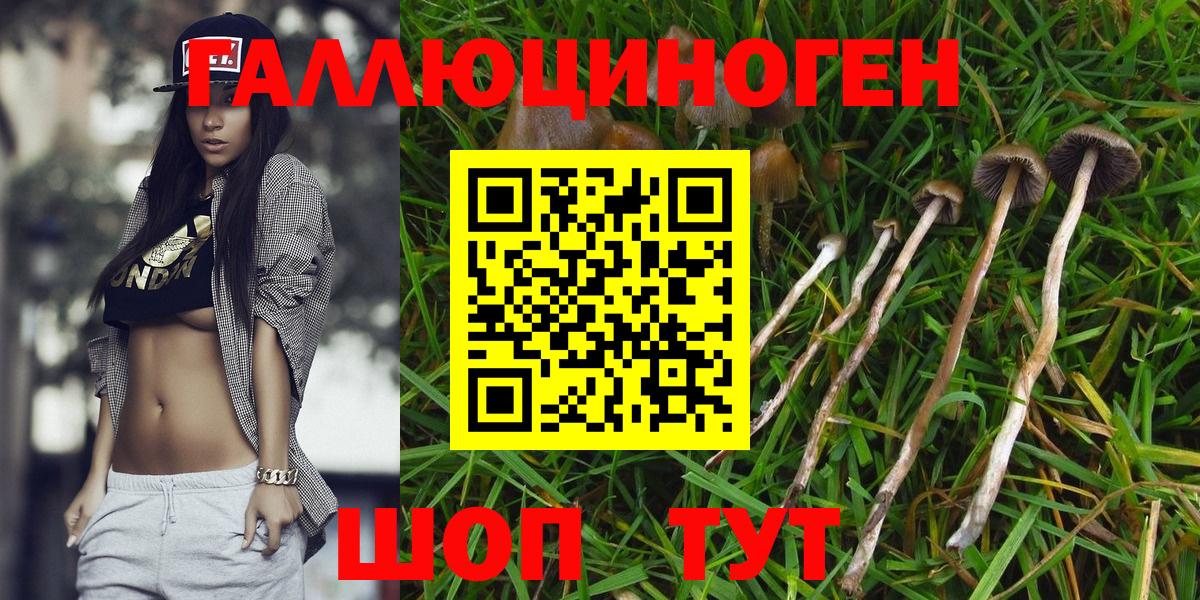 Псилоцибиновые грибы Psilocybe  Вход с VPN  Дальнегорск 